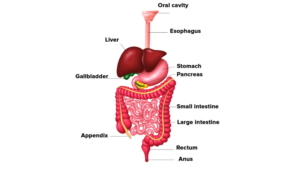 Small & Large Intestine Surgery In Nagpur