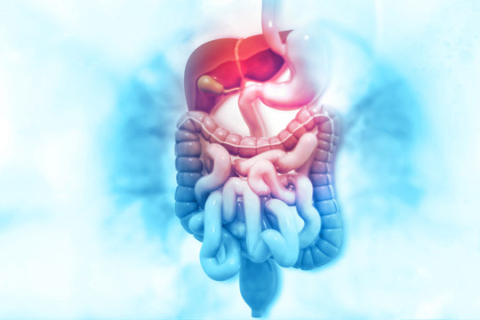 Small & Large Intestine 2